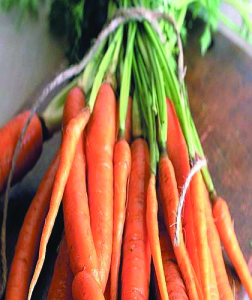 carota altopiano del fucino